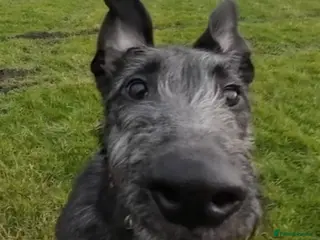 Deerhound dogs deerhound female seven mth old - Advert 13