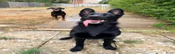 German Shepherd dogs for sale: Blaze  - Advert 6