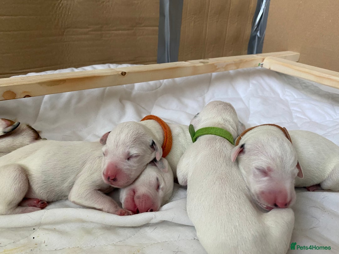 Dalmatian dogs for sale: Dalmation Puppies Have Arrived…!! - Image 1