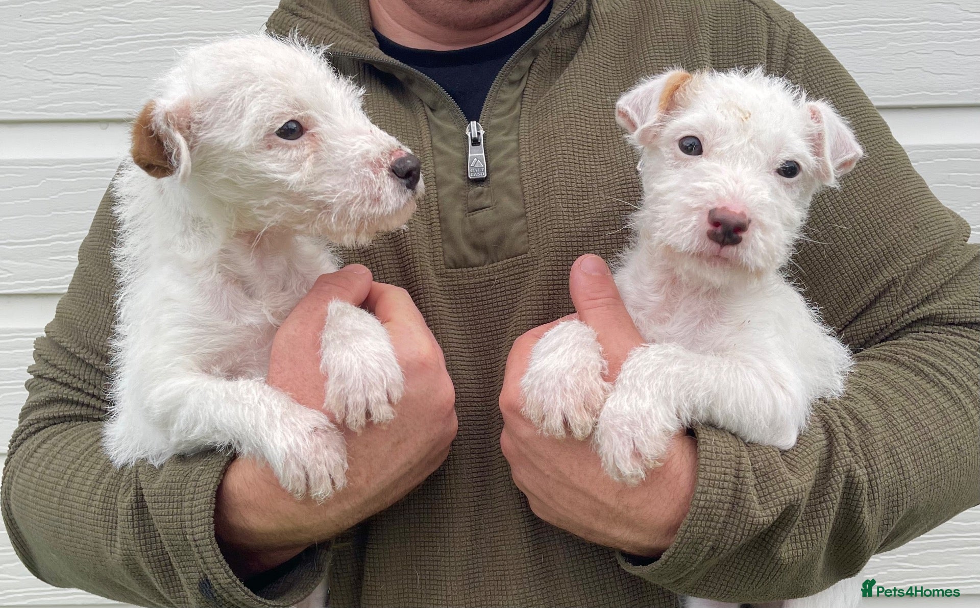 Parson Russell dogs Quality bred parson terrier pups  - Advert 2