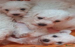 Bichon Frise dogs for sale: GORGEOUS BICHON FRISE❤️ 2 girls 3 boys - Image 3
