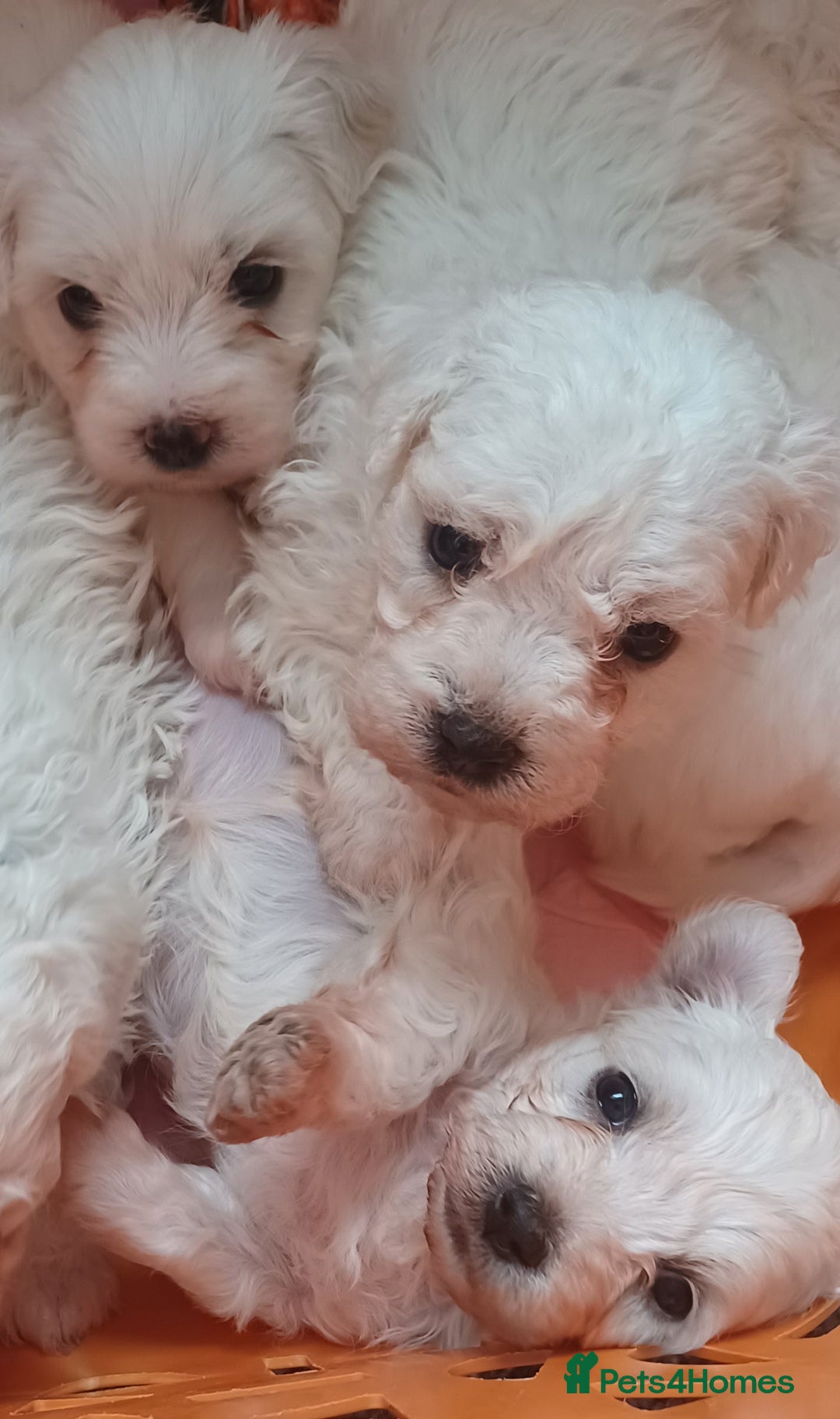 Bichon Frise dogs for sale: GORGEOUS BICHON FRISE❤️ 2 girls 3 boys - Image 3