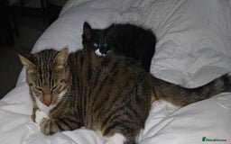 Mixed Breed cats for sale: Black and white female kitten - Image 1