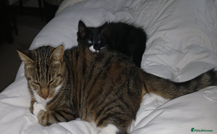 Mixed Breed cats - Advert 14