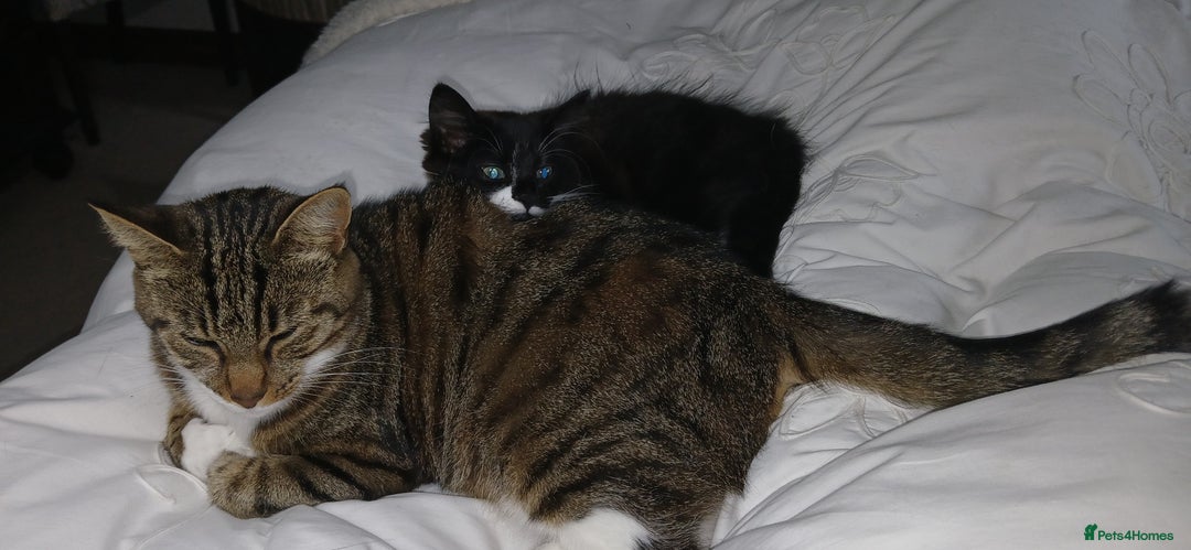 Mixed Breed cats for sale: Black and white female kitten - Image 1