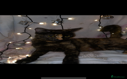 Mixed Breed cats for sale: 2 male ginger 2 female tabby  - Image 9