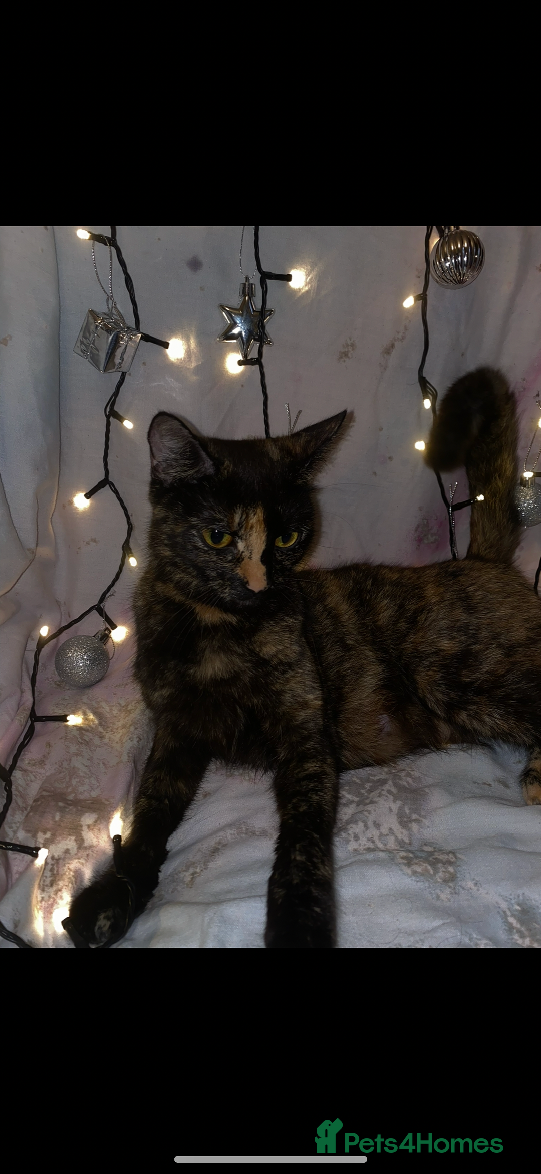 Mixed Breed cats for sale: 2 male ginger 2 female tabby  - Image 9