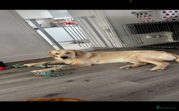 Golden Retriever dogs for stud: Golden retriever stud  - Image 1