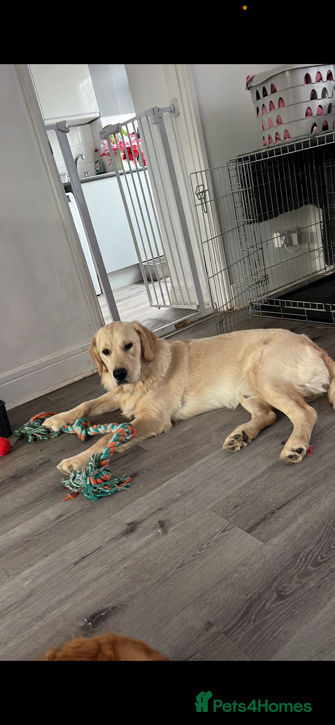 Golden Retriever dogs for stud: Golden retriever stud  - Image 1