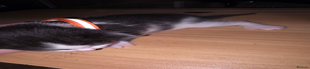 Savannah Kitten 5
