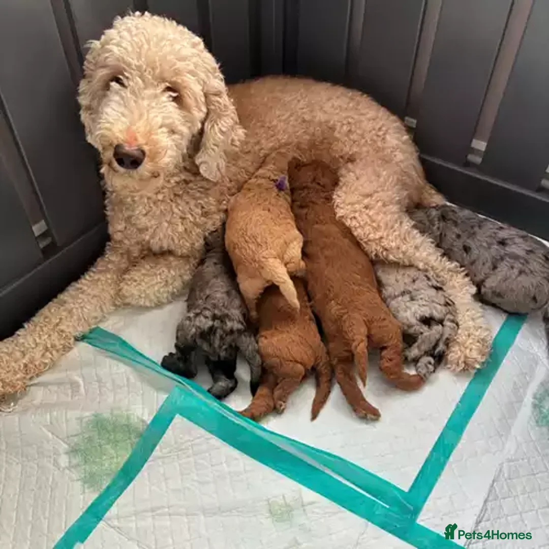 Goldendoodle dogs for sale: Little Teddy Bears:Adorable Goldendoodle Puppies - Advert 5
