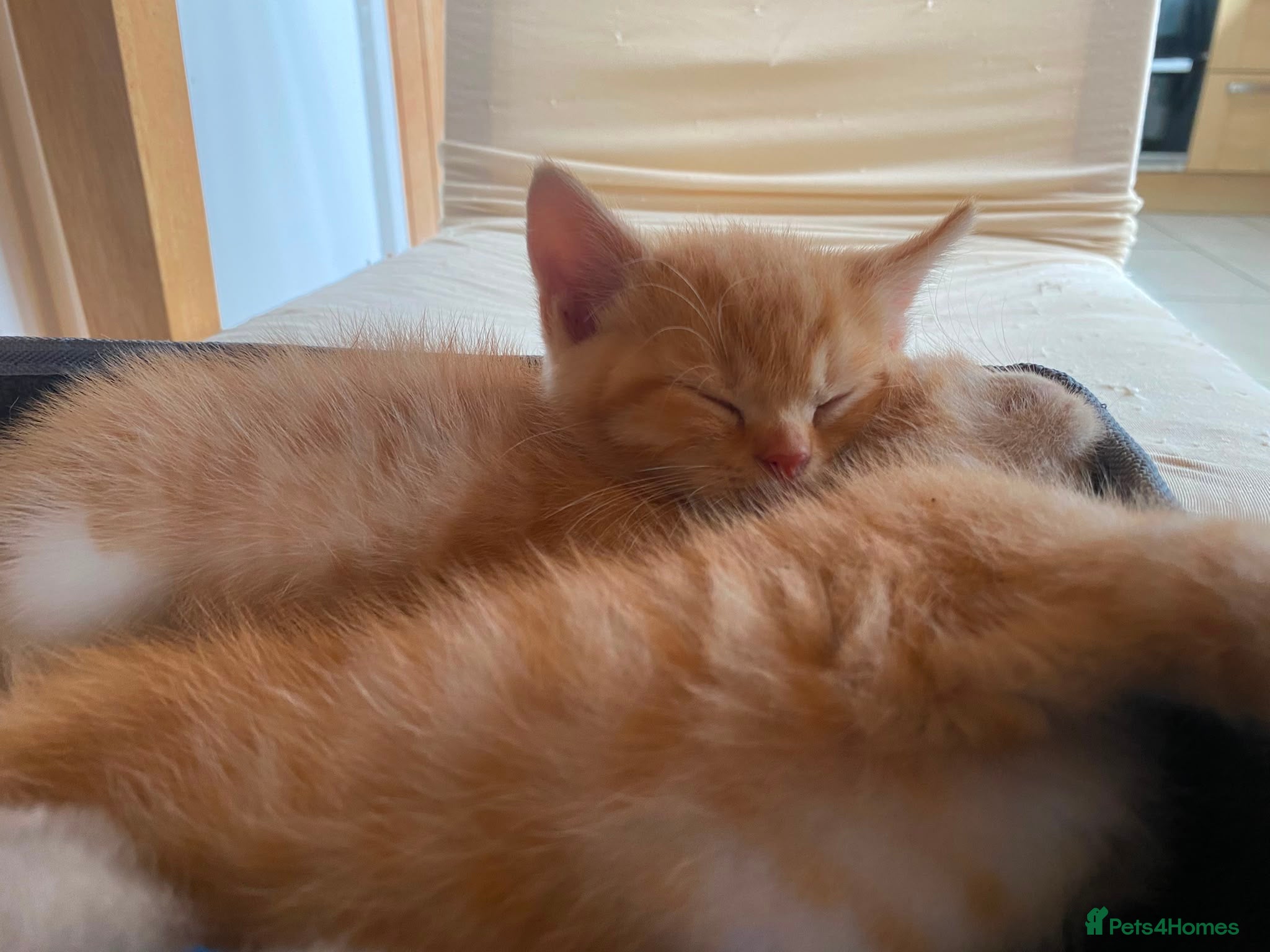 Mixed Breed cats Half bengal half BSH litter  - Advert 2