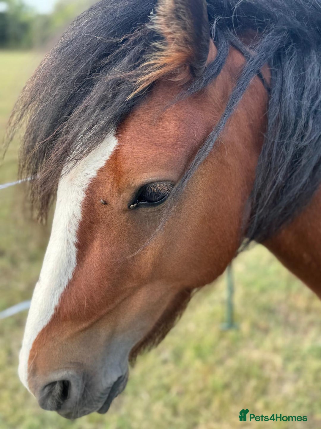 Irish Cob horses for sale: Buster  - Image 4
