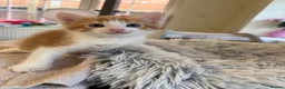 Maine Coon cats for sale: Maine Coon (half) kittens - ready to leave now - Advert 8