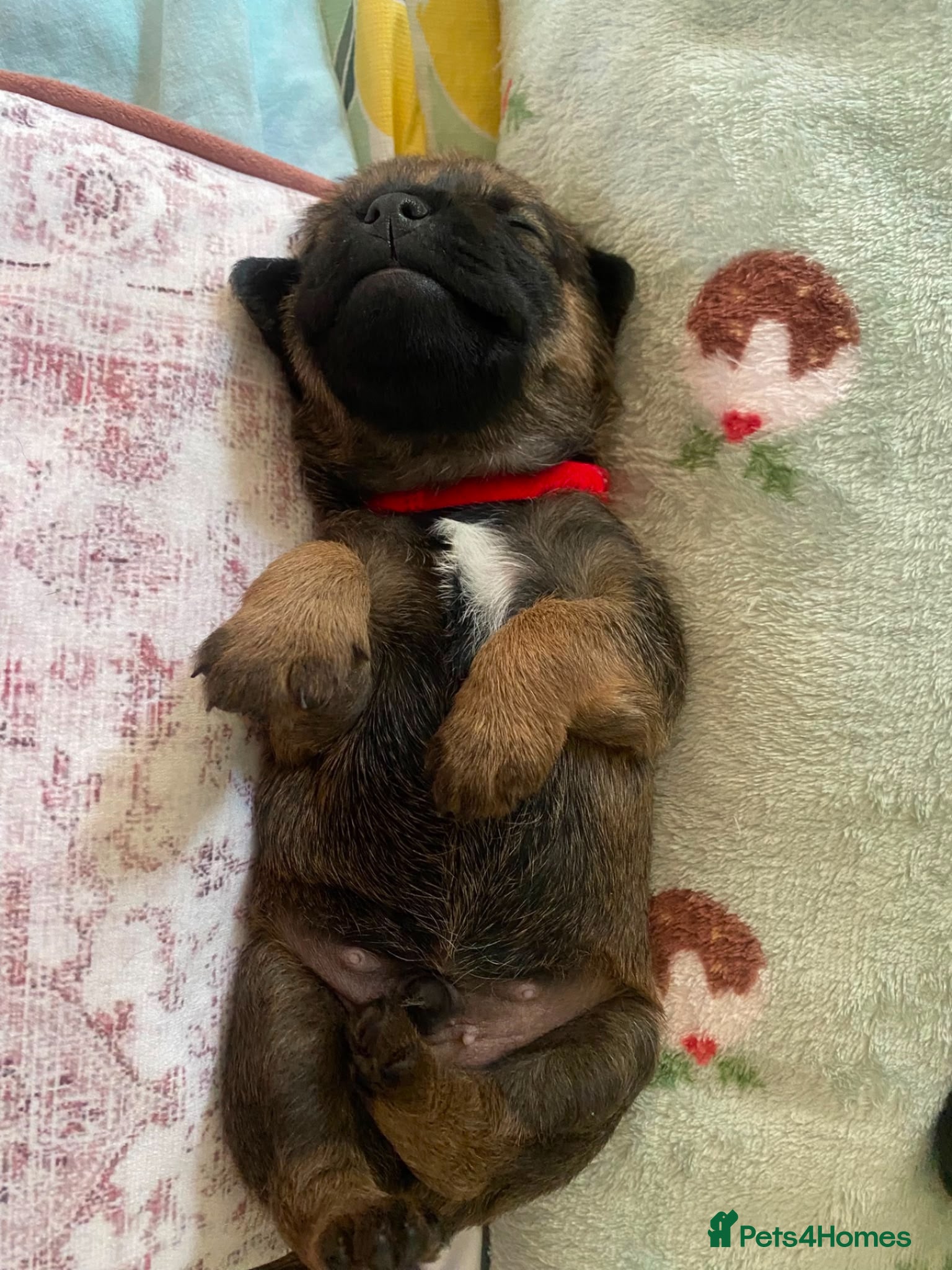 Border Terrier dogs Border Terrier Puppies - Advert 2