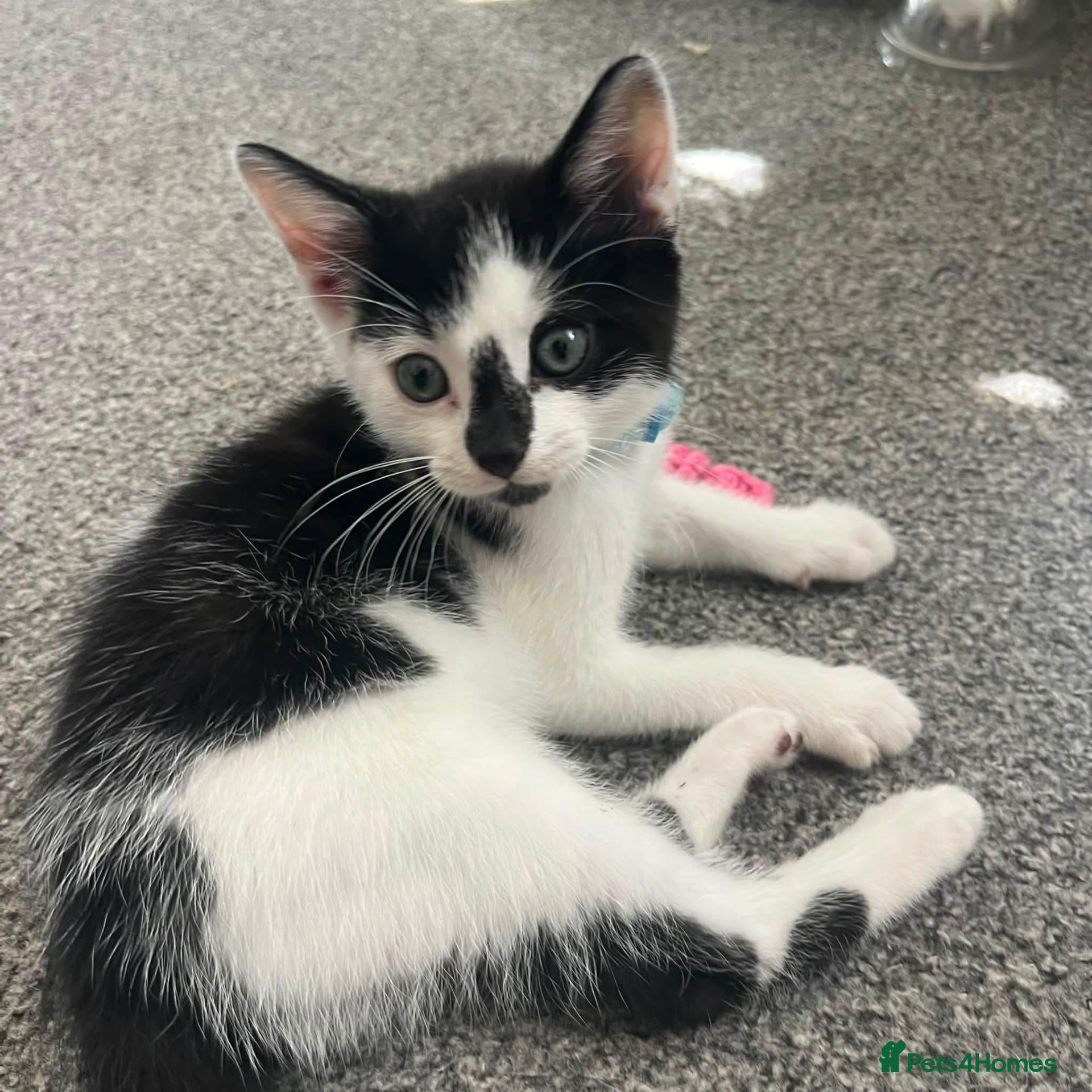 Mixed Breed cats Rose & Orca - Advert 7