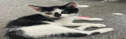 Mixed Breed cats for sale: Rose & Orca - Advert 1