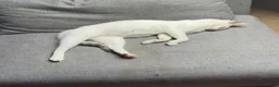 Mixed Breed cats for adoption: Gorgeous Blind cat Lucy is looking for loving home in Sheffield - Advert 7