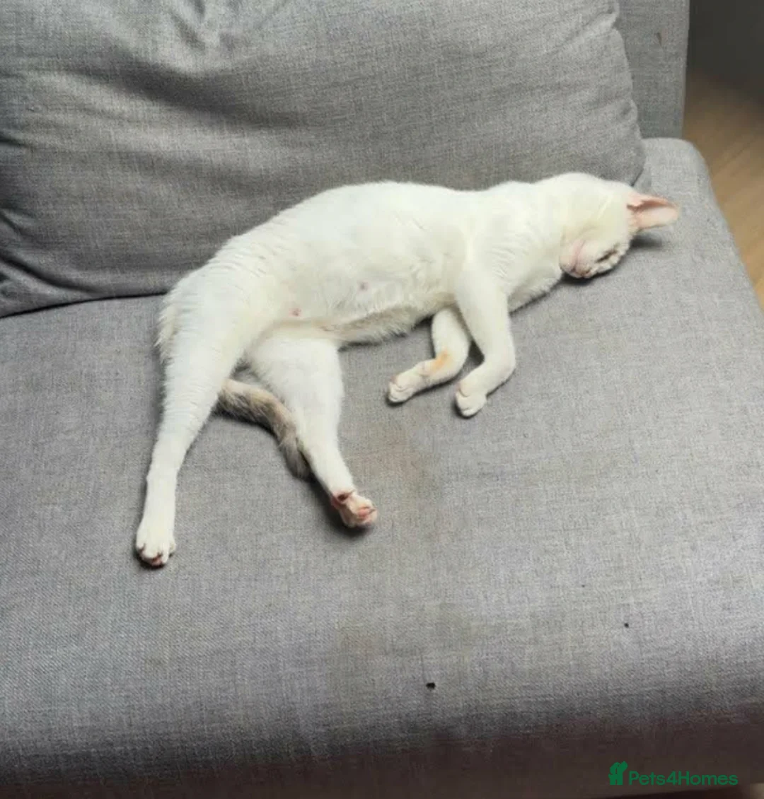 Mixed Breed cats for adoption: Gorgeous Blind cat Lucy is looking for loving home in Sheffield - Advert 7