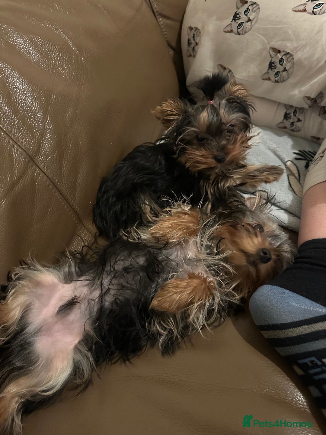 Yorkshire Terrier dogs for sale:  **  Yorkshire Terrier Boys - Advert 4