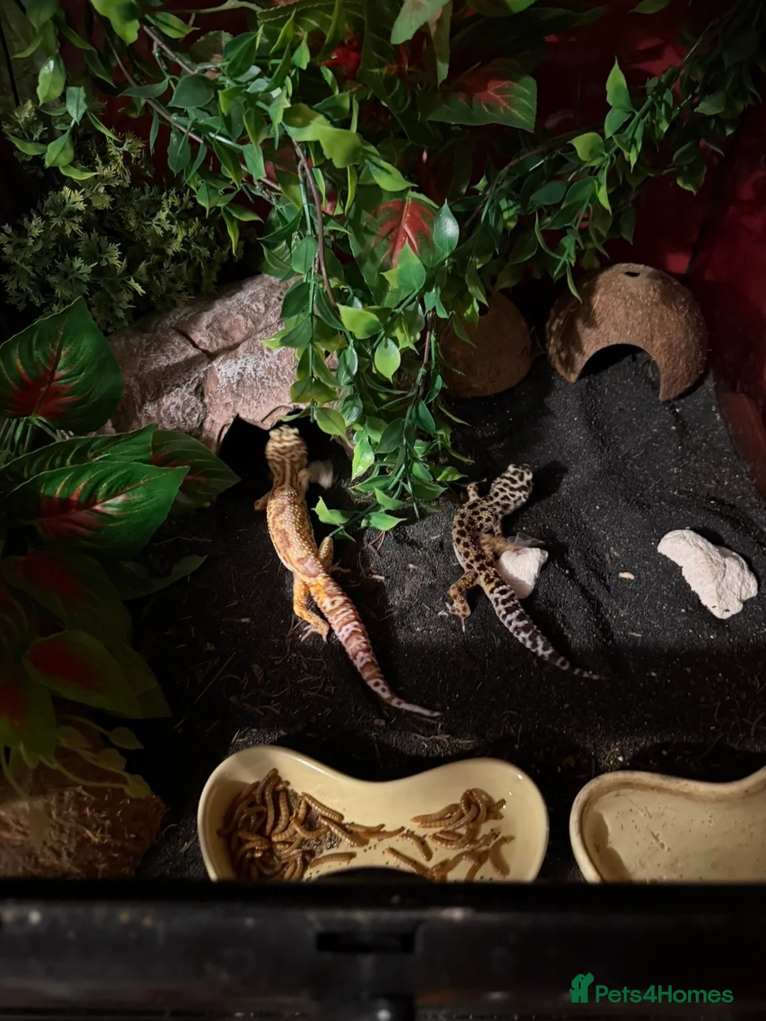 Leopard Gecko reptiles for sale: x2 female leopard geckos  in Stowmarket - Advert 2