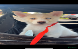 Siberian Husky dogs for sale: River for sale  - Image 4