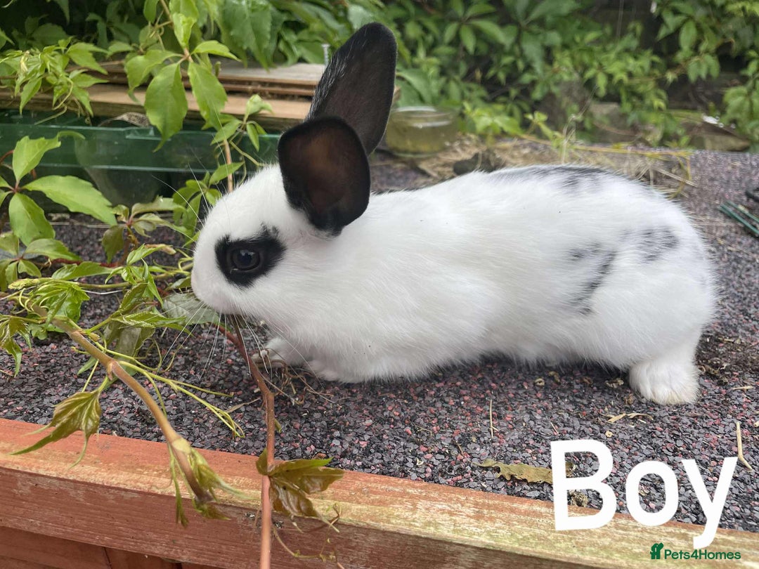 Rex rabbits for sale: Rex X Dutch Bunnies, Ready for homes now.  in Swansea - Image 2
