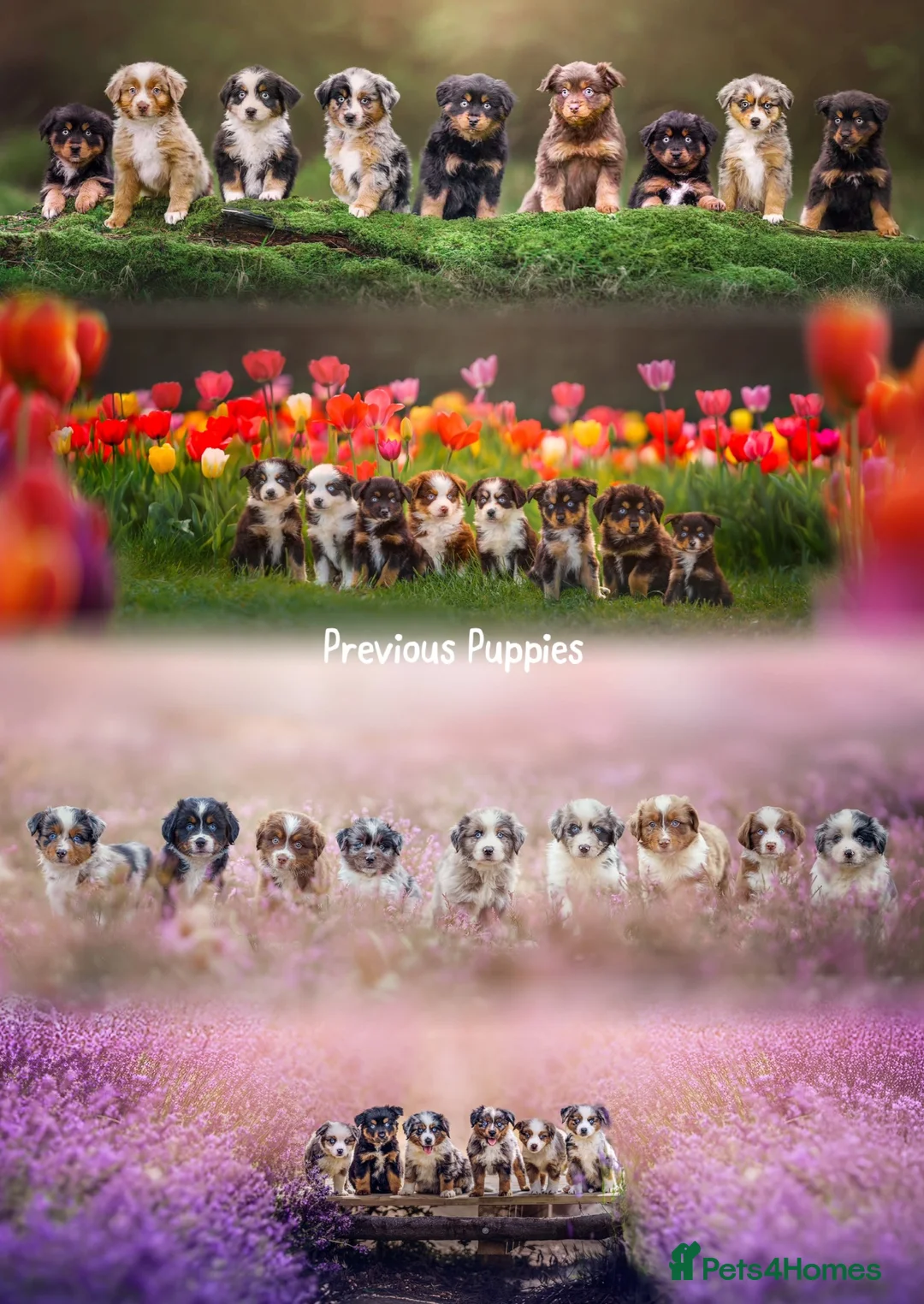 Miniature American Shepherd dogs for sale: Red Tri Miniature American Shepherd Puppies  - Advert 2
