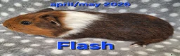 Guinea Pig rodents for sale: Guinea pigs looking for forever homes  - Advert 7