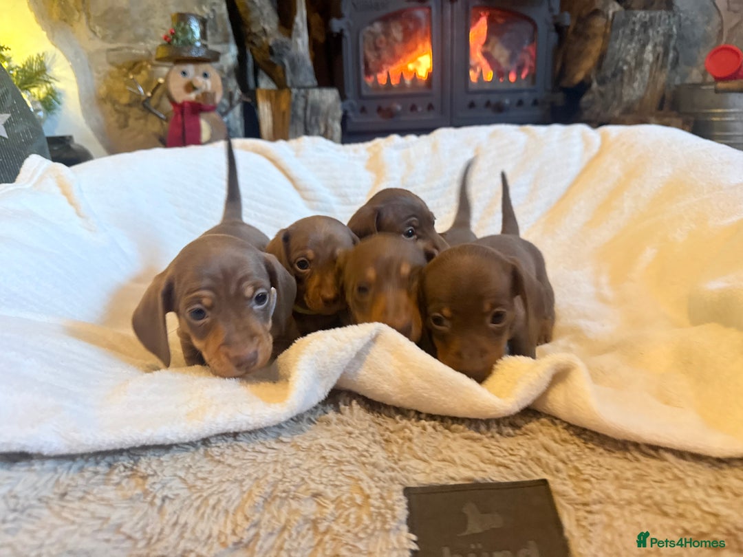 Miniature Dachshund dogs for sale: 3 girls Left Miniature Dachshund chocolate & tan - Advert 27