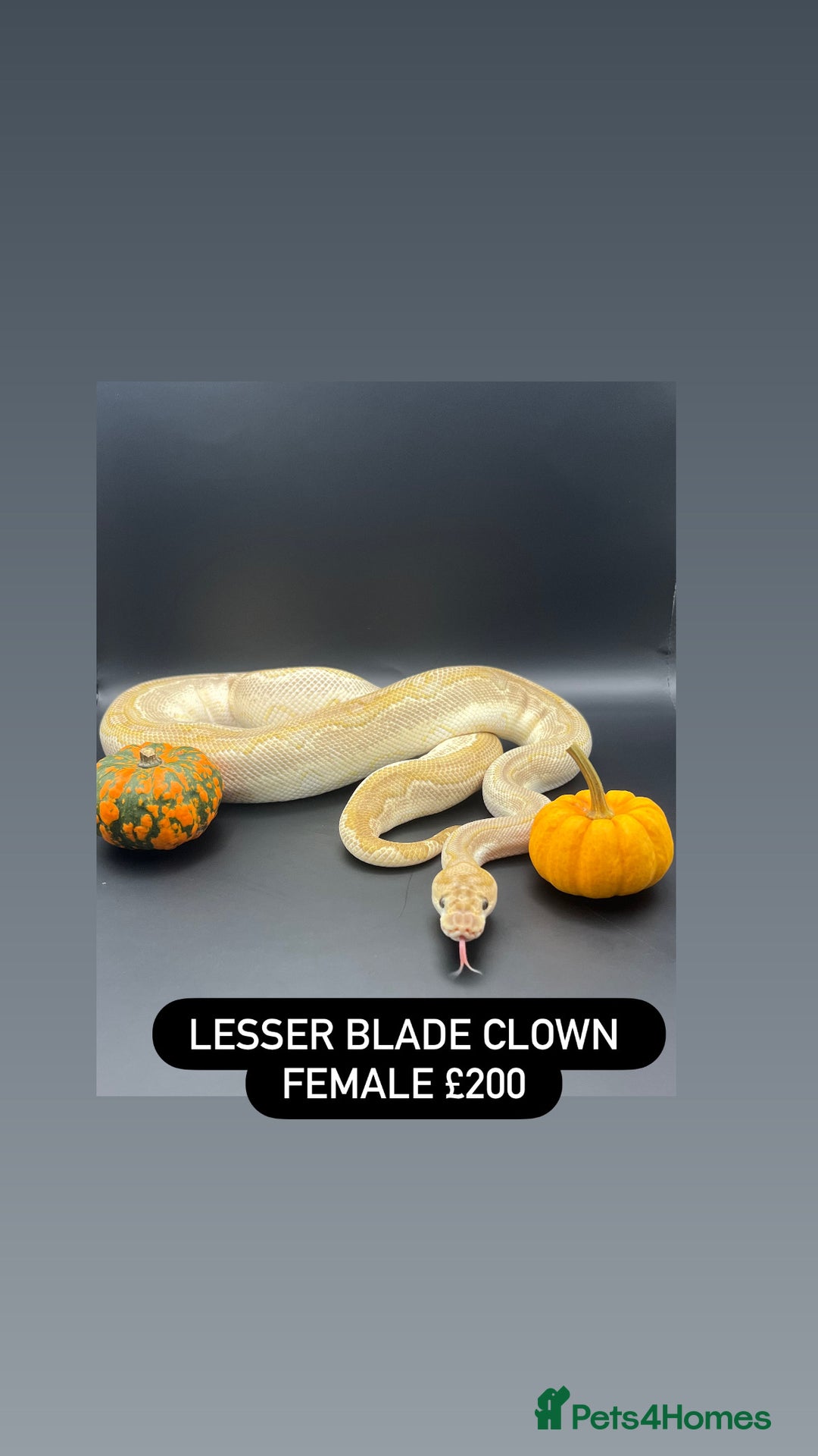 Python Snake reptiles for sale: Ball pythons for sale - Advert 11