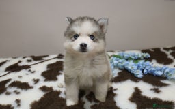 Pomsky dogs for sale: Pomsky puppies - Image 27