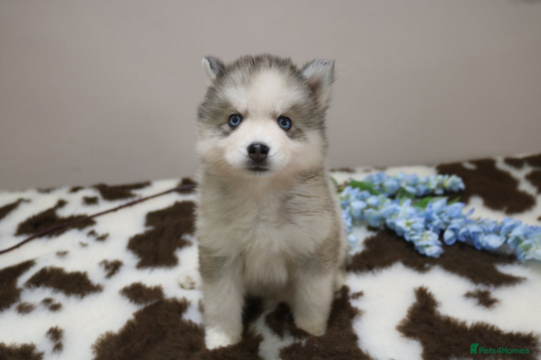 Pomsky dogs for sale: Pomsky puppies - Image 27