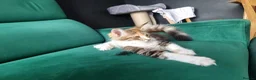 Maine Coon cats for sale: Last maine coon kitten - Advert 5