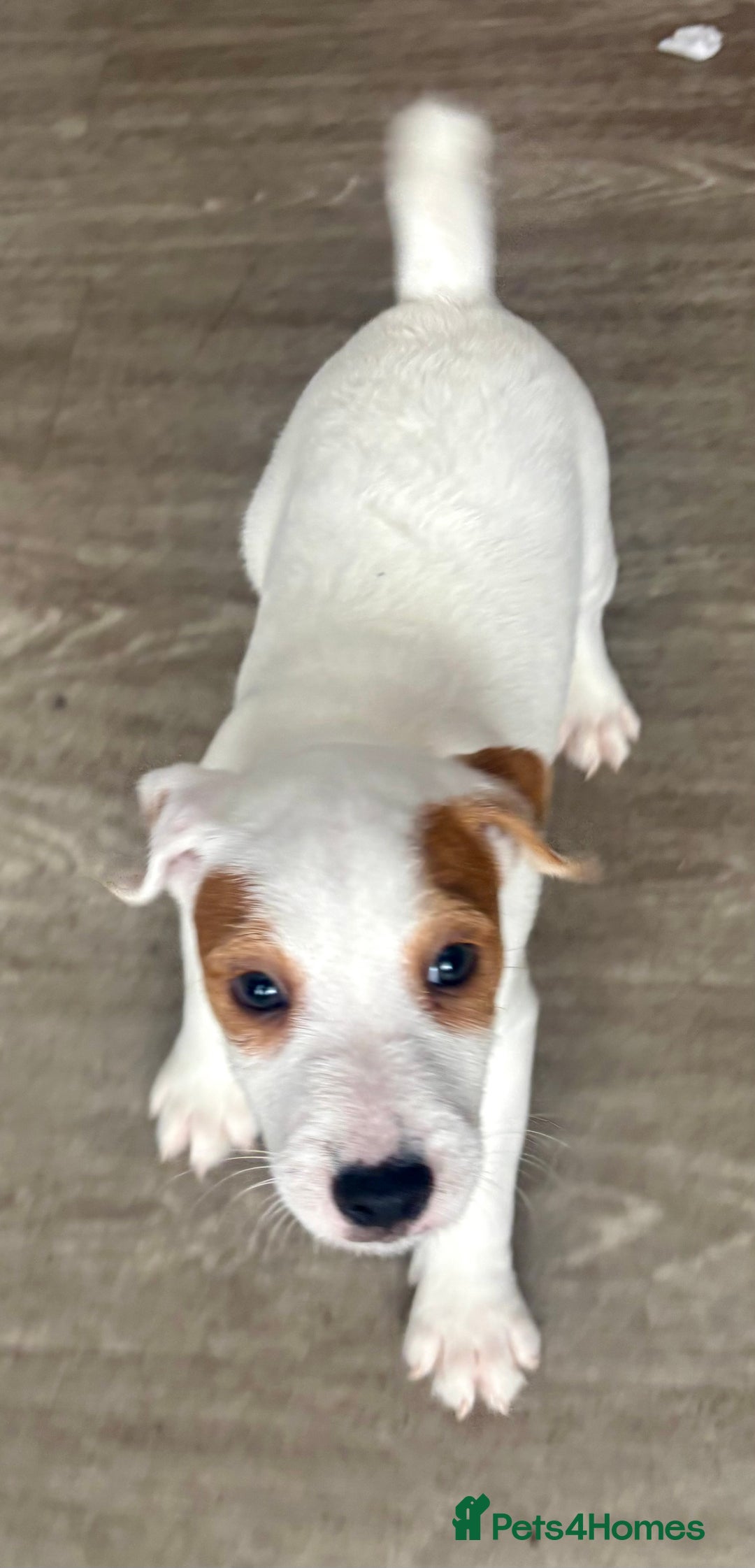 Jack Russell dogs for sale: Jack Russell terrier  - Image 8