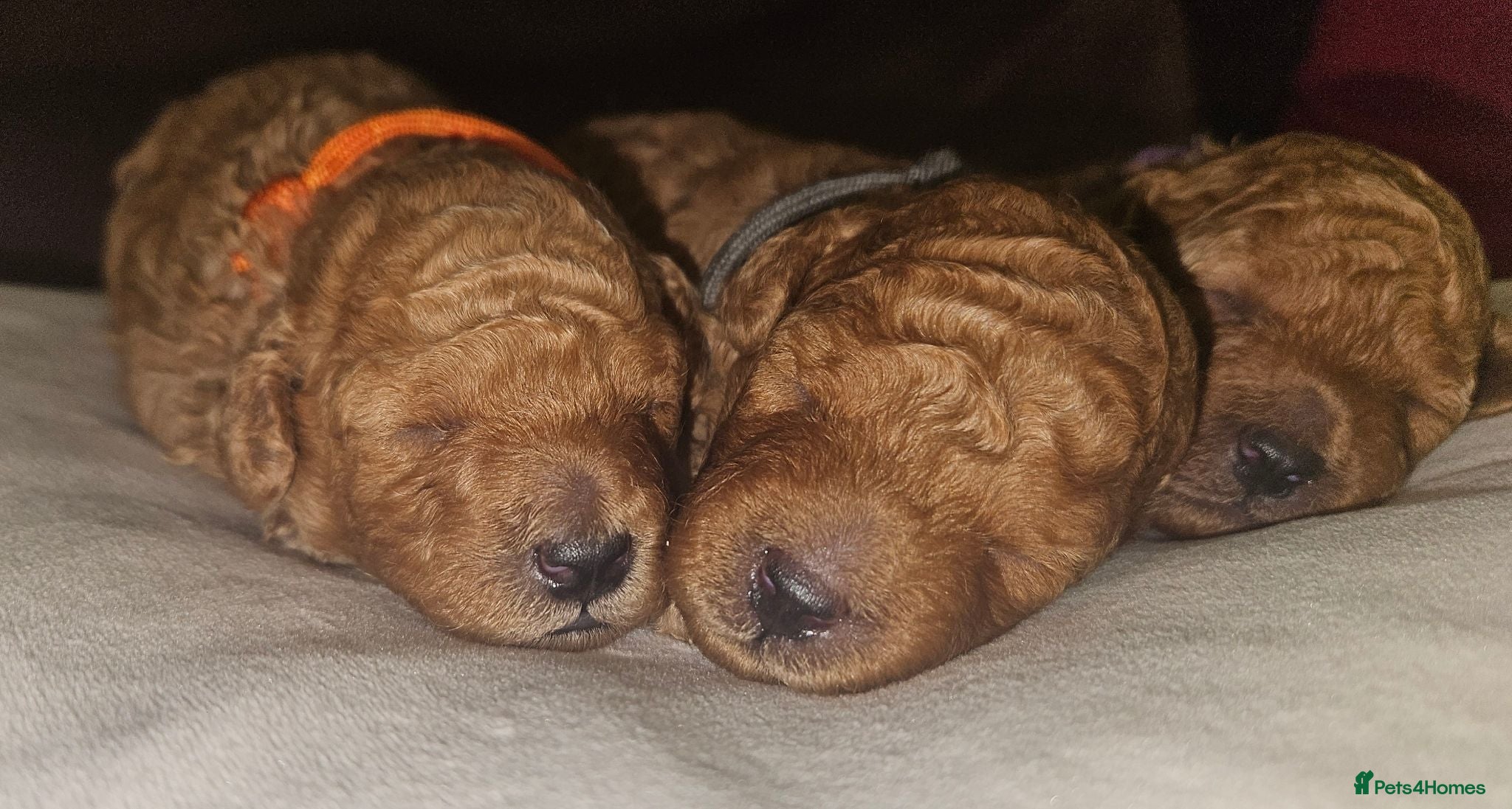 Toy Poodle dogs Licensed breeder, kc fox red toy poodles - Advert 1