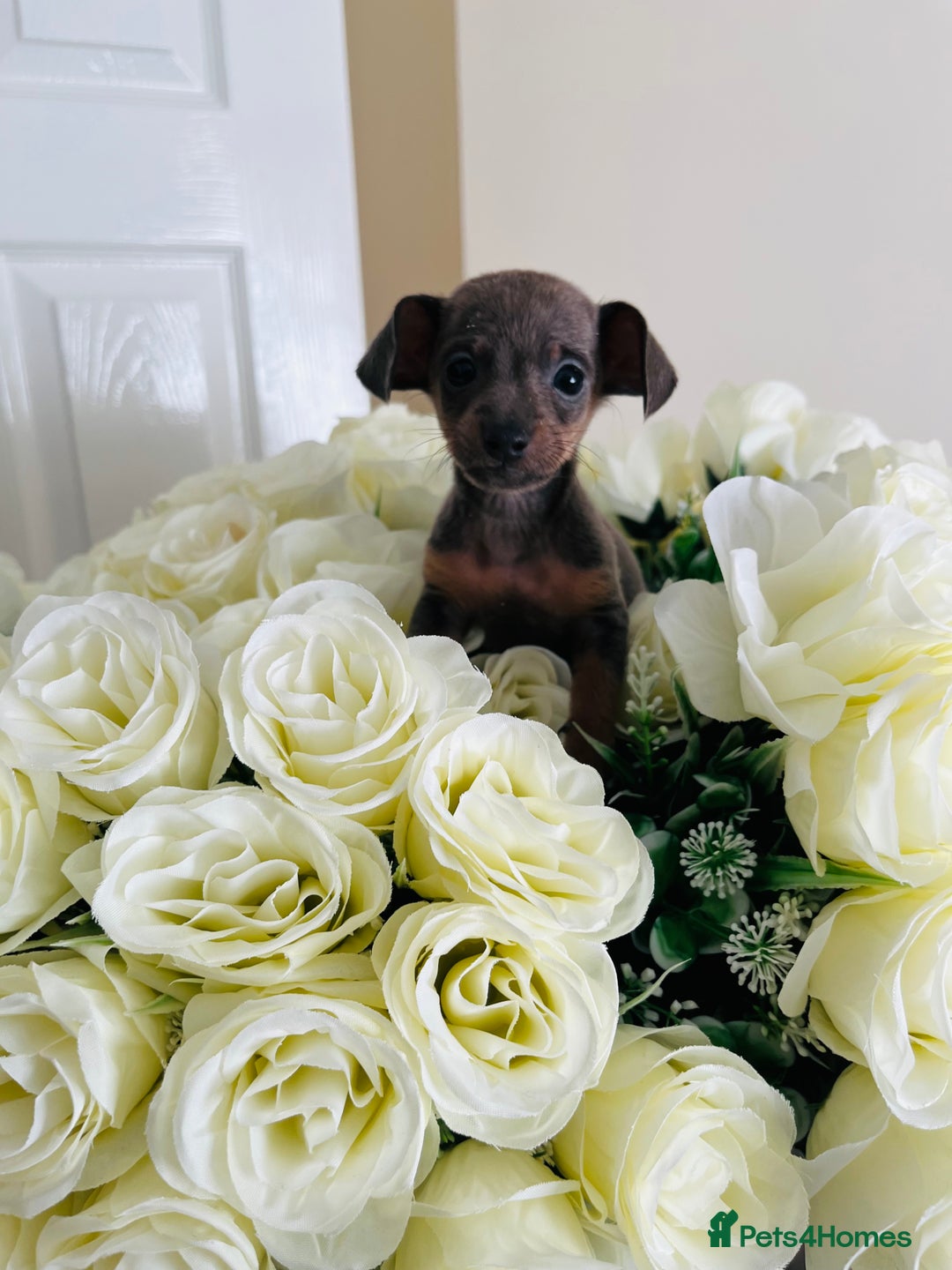 Miniature Dachshund dogs for sale: Micro mini dachshund  - Image 31
