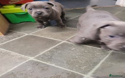 Staffordshire Bull Terrier dogs for sale: #Ready2go Kc registered blue staffy pups 4 sale - Image 5