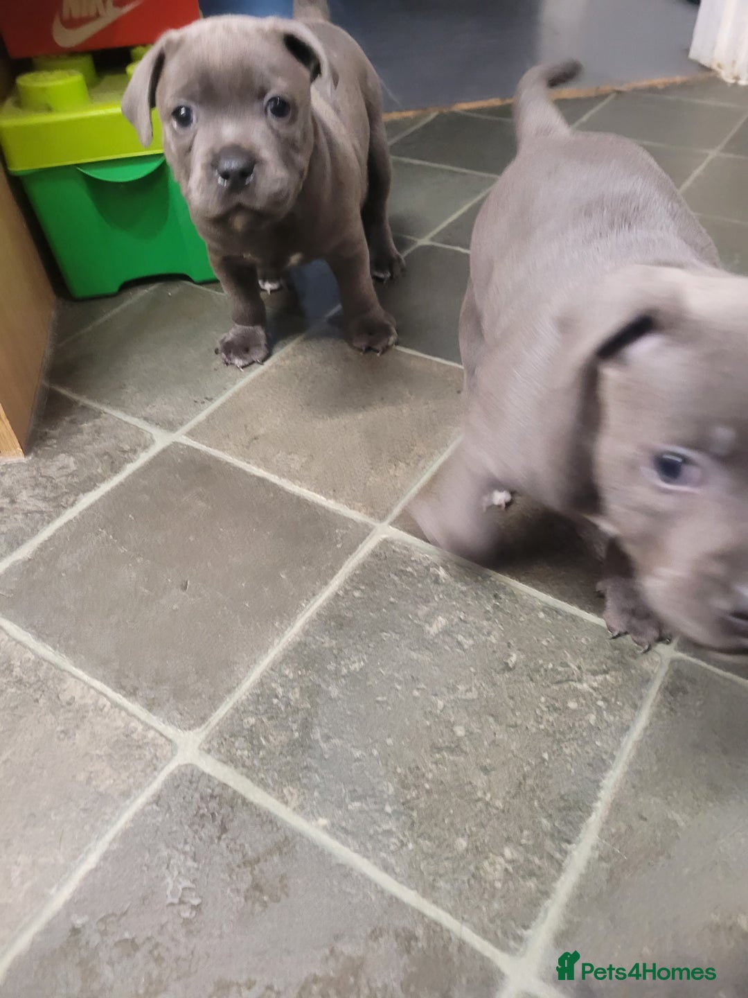 Staffordshire Bull Terrier dogs for sale: #Ready2go Kc registered blue staffy pups 4 sale - Image 5