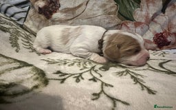 Mixed Breed dogs for sale: Cockalier puppies  - Advert 16