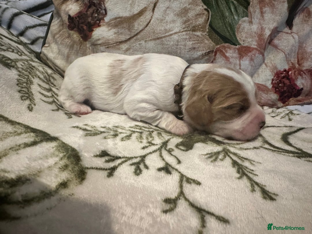 Mixed Breed dogs for sale: Cockalier puppies  - Advert 16