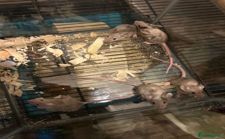 Mouse rodents in Manchester - Advert 10