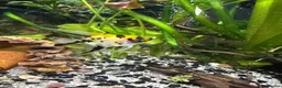 Angelfish fish for sale: Angelfish Tropical Fish for Sale 🐠 - Advert 2