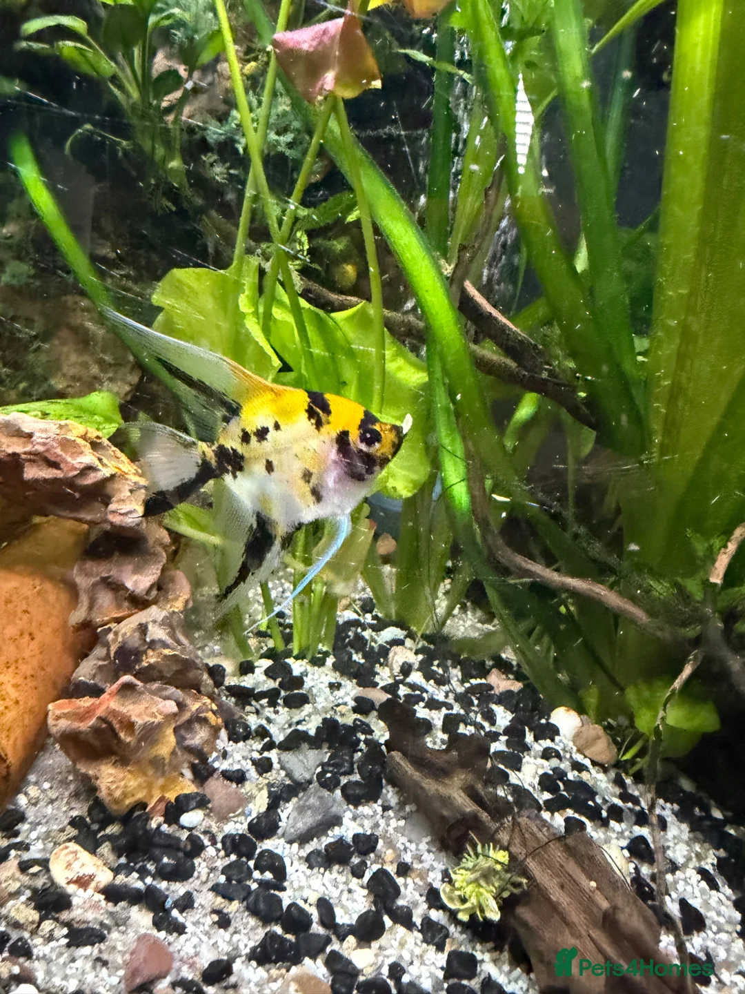 Angelfish fish for sale: Angelfish Tropical Fish for Sale 🐠 - Advert 2