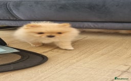 Pomeranian dogs for sale: 3 male Pomeranian puppies, 1 cream, 2 cream sable. - Image 5