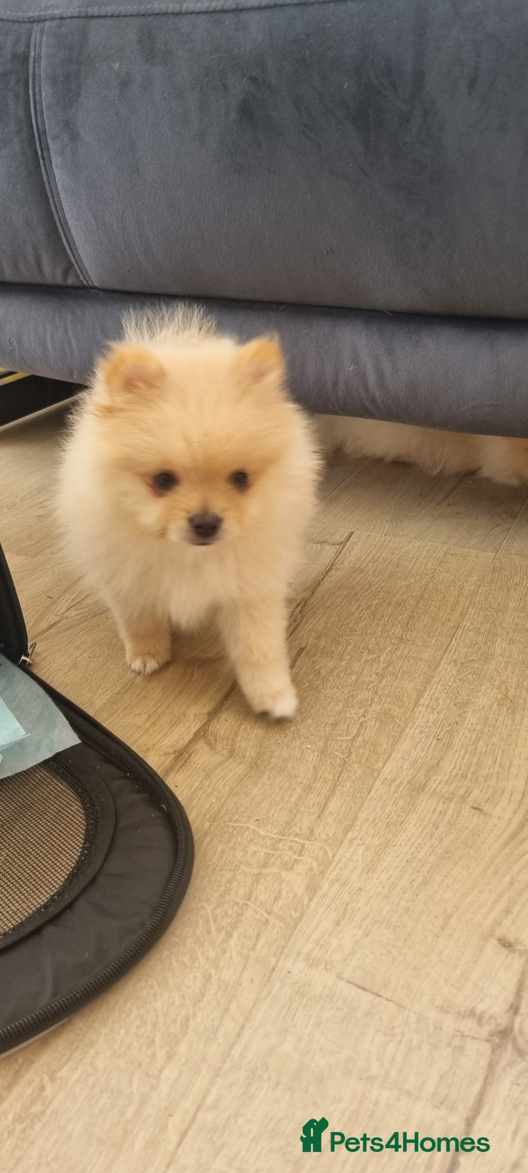 Pomeranian dogs for sale: 3 male Pomeranian puppies, 1 cream, 2 cream sable. - Image 5