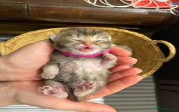 British Shorthair cats for sale: Chunky British shorthair  - Advert 18