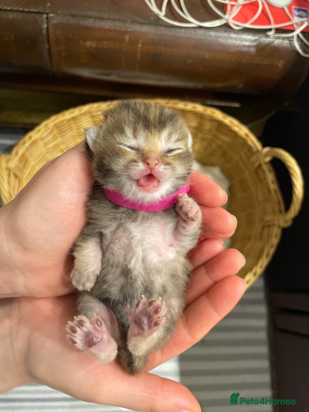 British Shorthair cats for sale: Chunky British shorthair  - Advert 18