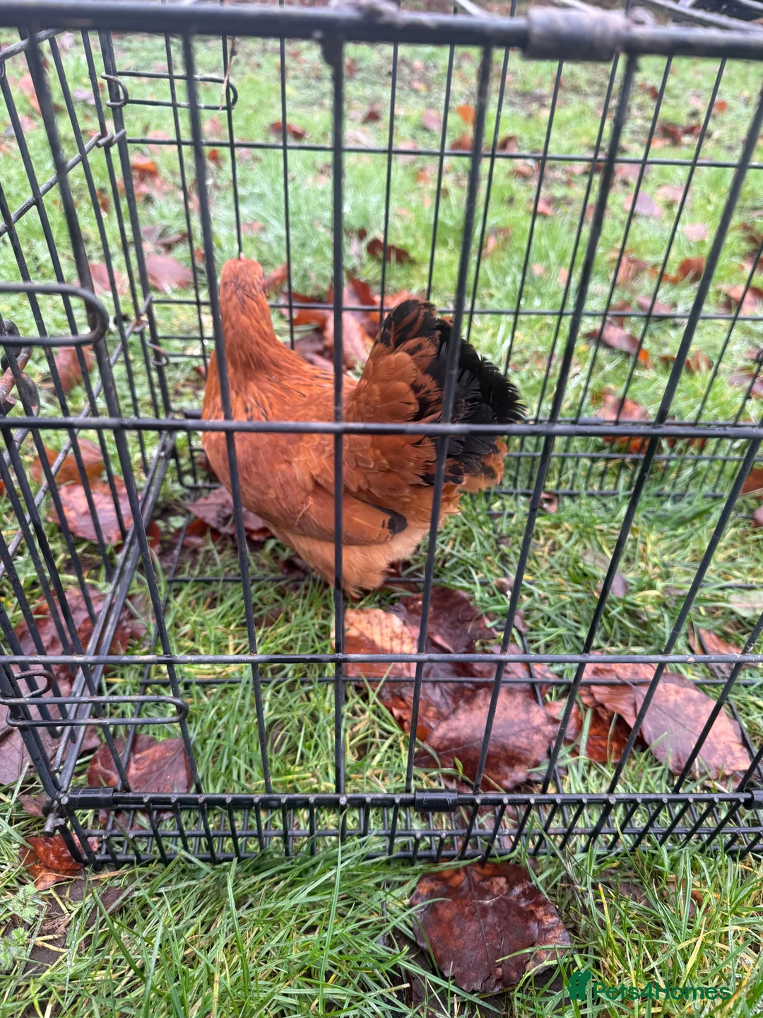 Chickens poultry for sale: 3 New Hampshire red pullets and a Pekin frizzle - Advert 2