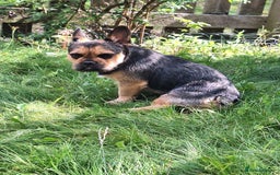 French Bulldog dogs for stud: Stud available  Bruno  - Advert 2